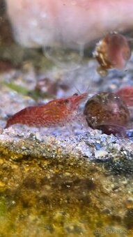 Krevetky živorodky ampulárie