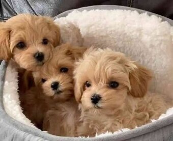 Maltipoo