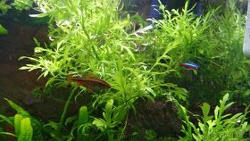 Rostliny akvarijní - 1