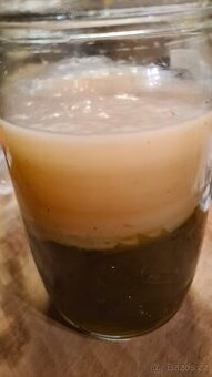 Kombucha + návod