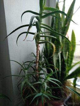 Prodám léčivku Aloe Vera