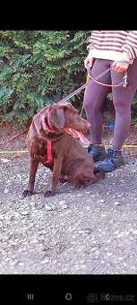 Labrador - 1