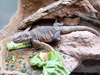 Samec Čukvala zavalitá ( sauromalus ater) - 1