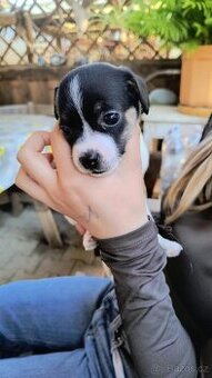 Jack Russell teriér