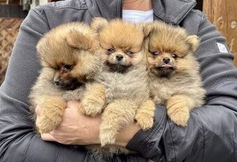 Pomeranian pomerian