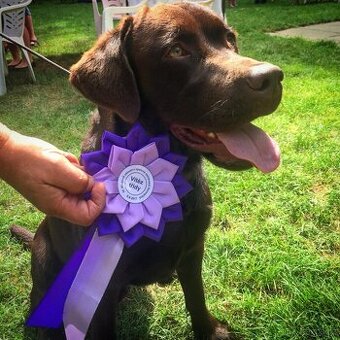 Štěňátka Labradora