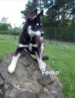 Sibírsky husky fenka