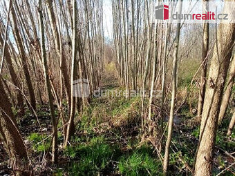 Prodej energetické plantáže rychlerostoucích dřevin 7 652 m2 - 1