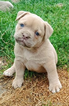 Staroanglický Bulldog, old english buldok, anglického tipu