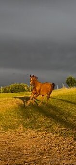 Prodám klisnu/kobylku AQH, QH