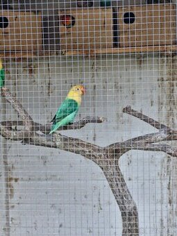 Agapornis fishery opalin, různé barvy