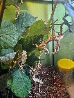 Pakobylky/strašilky-Strašilka australská-Extatosoma tiaratum