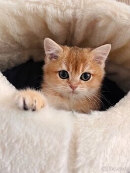 Britské zlaté činčily s PP