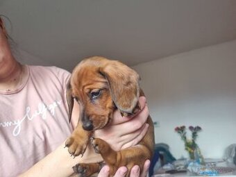 Prodám štěně jezevčíka