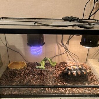 Suchozemská želva uhlířská