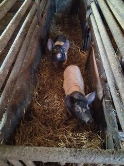 Proda selata prestika