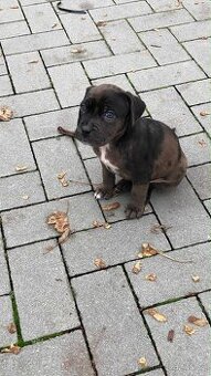 stafordšírský bulteriér