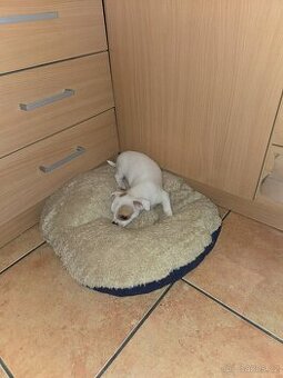 ČIVAVA KRATKOSRSTÁ BÍLOZLATÁ FENKA