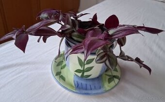 Rostlina. Květina. I s ozdobným květináčem.