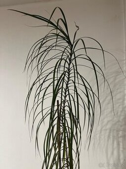 Pokojová rostlina Dracaena Marginata