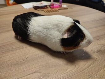 Morče černo bílo hnědé barvy - samec jménem Eda - 1