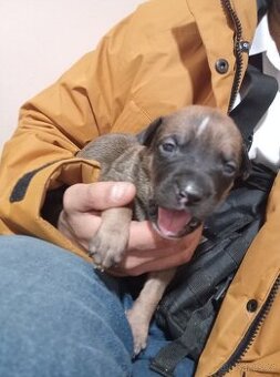 Americký stafordšírský teriér