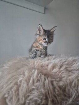 Mainska mývalí kočka s PP