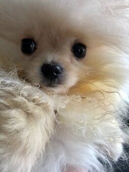 Pomeranuan štěňátko(mini)s Pp