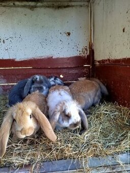 Francouzský beran - 1