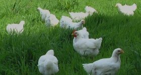 Domácí brojlerová kuřata