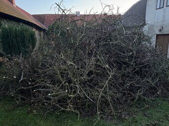 Daruji větve za odvoz Příbram - 1