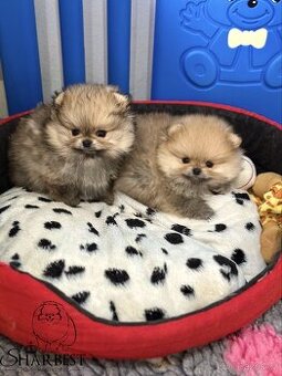 Pomeranian s PP FCI, kluci