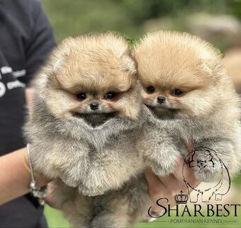Pomeranian s PP FCI, kluci