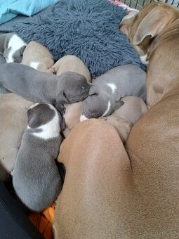 American Bully XL