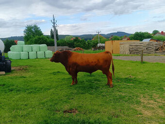 Prodám, vyměním býka Aberdeen Angus RED - 1