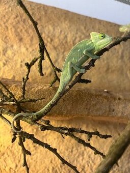 Chameleon Jemenský