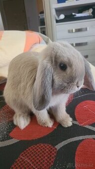 Zakrslý králík mini lop