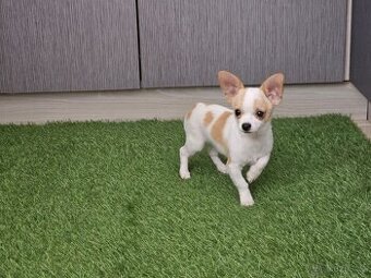 chihuahua stenatka - 1