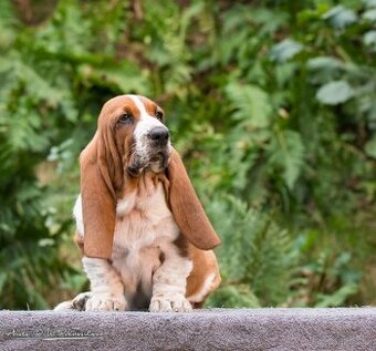 ,Basset Hound