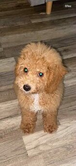 Prodám Maltipo pejska