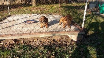 Jezevčík trpasličí králičí hladkosrstý