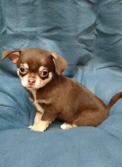 Čivava krátkosrstá