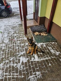 Německý ovčák Rex bez PP štěně