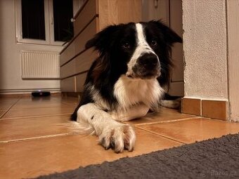 Border kolie- daruji