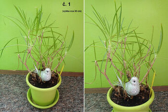 Pokojové rostliny (různé)