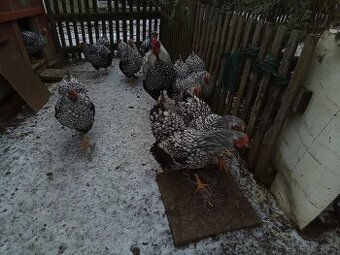 Wyandotka velká stříbrná černé lemovana