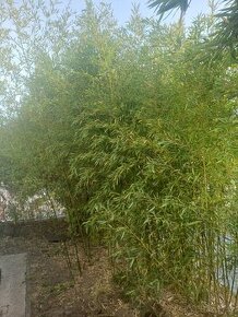 Bambus poslední velký trs, Phyllostachys bissetii, Praha 9