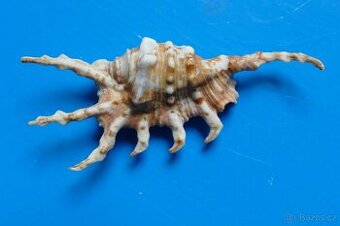 Lambis scorpius - 1