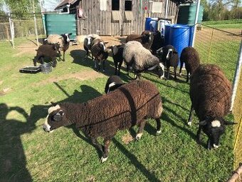 Beran Zwartbles