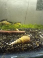 Prodám přebytky z vlastního odchovu plžu Piskořky věžovíté - 1